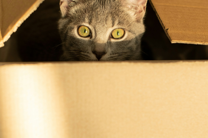 photo d'un chat dans un carton de déménagement de la société Accordem